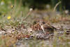 Haussperlingsweibchen hell-braun Vogel Foto mit Jagdbeute im Schnabel, Spatz Bild am Sandboden