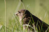 1400807_Sperling Spatz Bild mit Beute in Schnabel Auge in Gras jagen Vogel Wildlife Foto Porträt