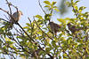 Spatzen gesellige Singvögelgruppe in Baumkrone