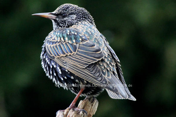 Perlstar niedliches Vogelportrt auf Hochwarte Auge langer Schnabel Vogelbild