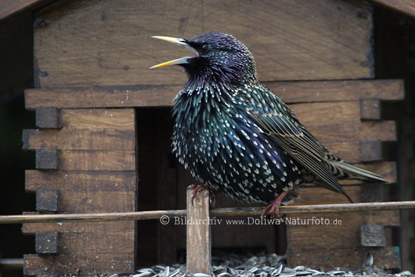 Starvogel offener Schnabel Foto singend vor Niestkstchen