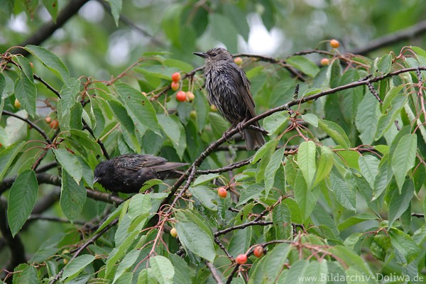 Stare bei Kirschen Obstbeeren am Baum Frchte Vgelfoto 210991 Vogelbild