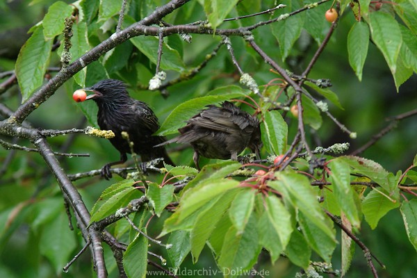 Starenmahl Vgelfotos am Kirschbaum fressen Frchte Beere im Schnabel Vogelbild 211006