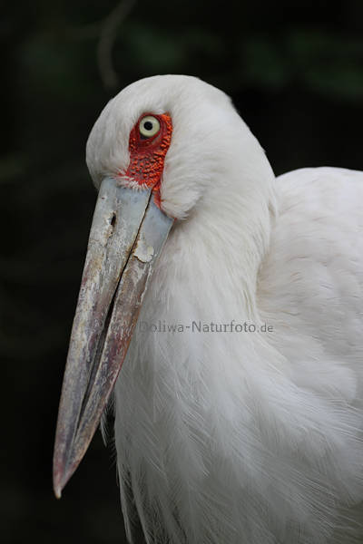 Maguari-Storch Euxenura Maguari Vogel-Exote aus Sdamerika