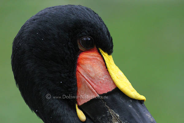 Sattelstorch schwarz-rot Haupt-Merkmal gelb Hornaufsatz am Schnabel