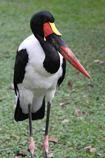 Afrika-Sattelstorch Ephippiorhynchus senegalensis Vogel Exote mit Riesenschnabel