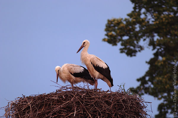 Strche Vogelnest Jungtiere auf Nestgestrpp
