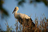 Storch Vogelkind Bild, Adebar Klapperstorch Jungvogel Glcksbringer im Nest hinter Grser Abendlicht