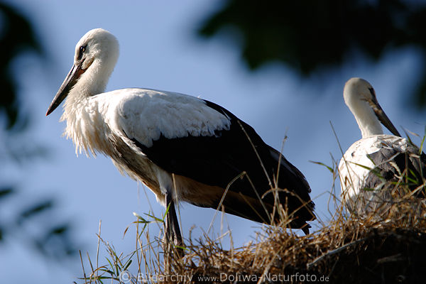 Strche Jungvgel im Nest Weissstorch Auge in Auge mit Adebar Klapperstorch Glcksbringer