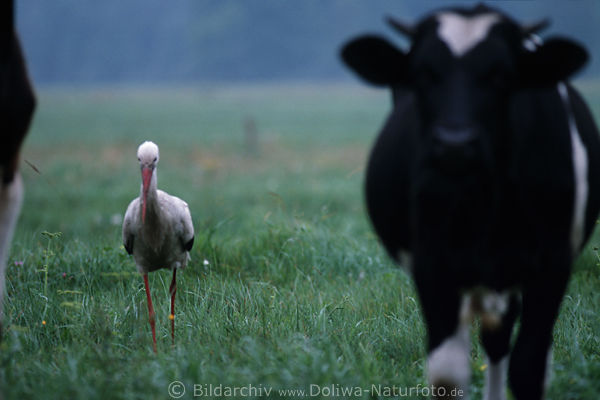 Storch zwischen Khen Foto  Nahrungssuche auf Viehweide Wiese in Masuren