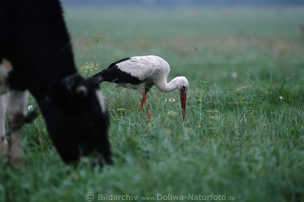 Storch mit Kuh weiden auf Wiese Nahrungssuche Weistorch ciconia ciconia & Vieh grasen