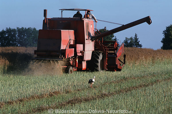 Storch hinter Mhdrescher Foto Stoppelfeld Nahrungssuche bei Ernte