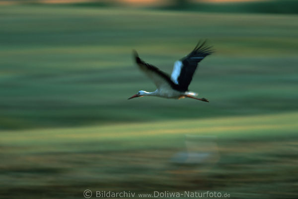 Klapperstorch Kinderbringer Flug Bewegungsunschrfe