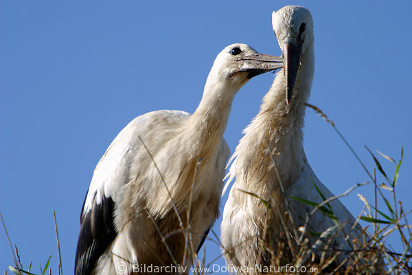 Strche Zrtlichkeiten im Nest Gefiederpflege mit Schnabel picken Jungvgel Bild