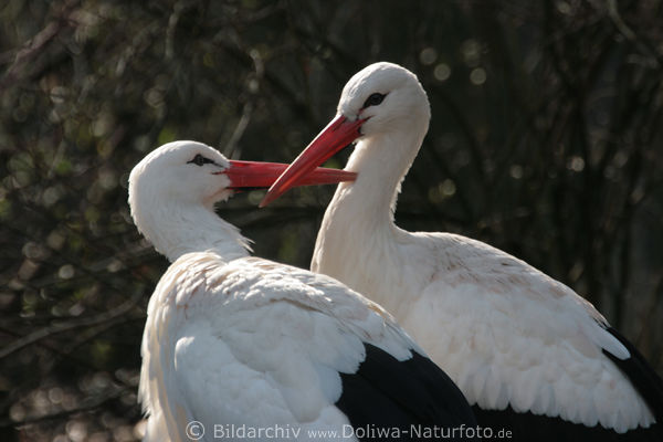 Strche Liebespaar Foto: Schnabel Zrtlichkeiten Storch Paar Liebesspiele Bild