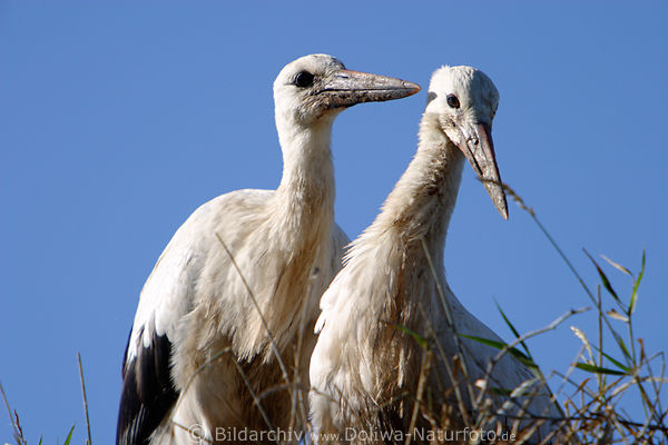 Storch Schnbel Zrtlichkeiten Bilder, Vgel Kpfe zrtlich mit Storchschnabel picken