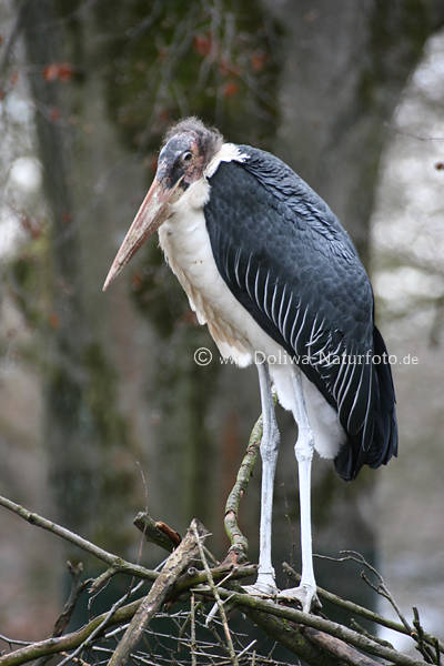 Marabus Leptoptilos Afrikanischer Marabu Fotos Storchenart
