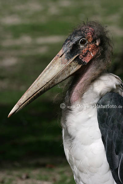 Afrikanischer Marabu Foto, Marabus Leptoptilos Vogelportrait Familie Strche, Storchverwandte