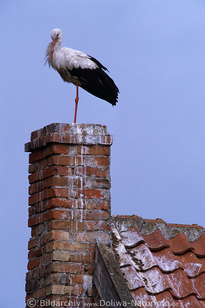 Weistorch schlft auf einem Fuss stehend auf Kamin aus Ziegeln