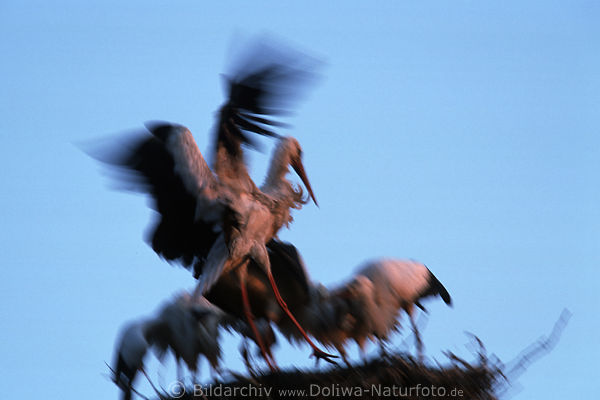 Weistorch Altvogel Nestlandung bei Jungen Flug-Bewegung am Himmel