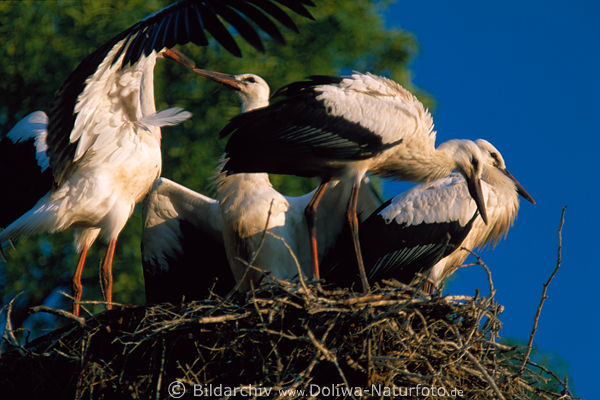 Storchengruss Jungvgel Begrung im Nest Abendsonne