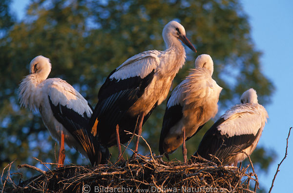 Weissstrche Vierer Vgel im Nest Storchenfamilie in Abendsonne Foto Storchennest Bild