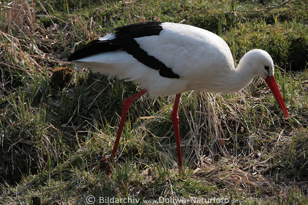 Weistorch Jagd Portrt im Gras Wiese Froschjagd Nahrungssuche