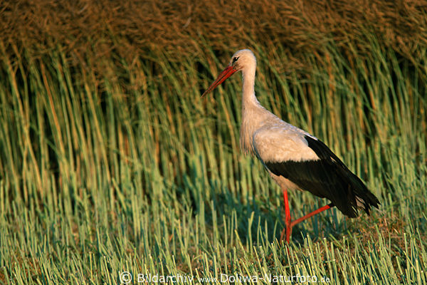 Storch Rotschnabel in grnem Stoppelfeld rote Langbeine Vogel Jagd Nahrungssuche Bilder