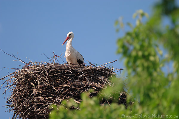 Weier Storch Vogel Rotschnabel Foto im Nest aus Gestrpp am grnen Baumbltter