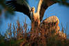 Storchkind Flugversuche im Vogelnest Foto, Flgel Tierbild hinter Grser in Abendlicht