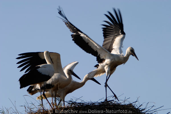 Strche Jungvgel Flugversuche im Nest Fotos, Flgel flattern in Bewegung am Himmel