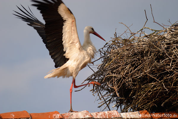 Storch auf Dachgiebel in Nest steigen Gefieder hoch flattern Foto auf Ziegeln spazieren