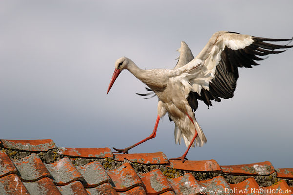 Storch auf Dachgiebel Ziegeln Vogel Flgel