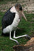 Storch Marabu bei Erholung knieend, sitzend in Vogelfoto