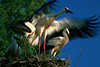 Flugversuche jungen Storches in Nest Flügel Bewegung am Himmel, in Unschärfe