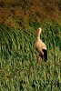 Weißstorch Vogel-Bild in Abendsonne auf Stoppelfeld Storch-Porträt bei Jagd in Masuren