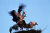 Weißstorch Altvogel Nestlandung bei Jungen Flug-Bewegung Bild Unschärfe am Himmel