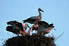 Storch-Jungen fressen Fütterung Nestbild Altvogel wachsam