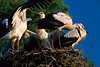 Storchfamilie Nestleben Jungvögel Begrüßung im Nest Naturbild in Abendsonne