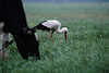 Storch mit Kuh Foto auf Wiese weiden Weißstorch Nahrungssuche neben Vieh grasen