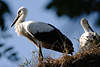 Störche Jungvögel im Nest Bilder Weissstorch Auge in Auge mit Adebar Klapperstorch Glücksbringer