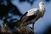 Auge in Auge mit Storch Adebar Jungvogel im Nest Weissstorch Bild Portrait Klapperstorch Jungtier