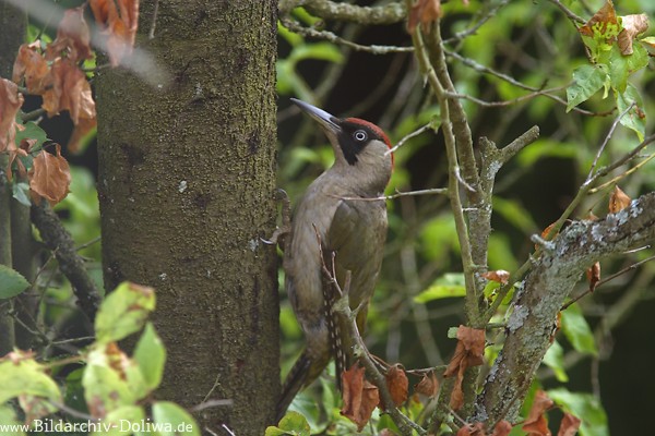 Grnspecht Naturfoto am Baum klettern Vogel 231801 Portraitbild Picus viridis Rotkopf
