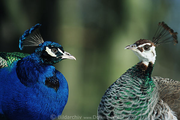 Pfauenpaar Pavo cristatus Laufvogel-Paar