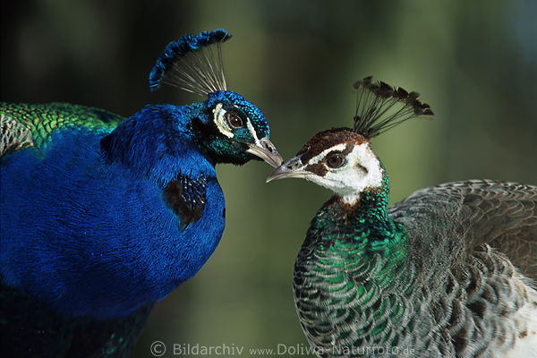 zrtliche Pfauen Schnabel-Kontakte