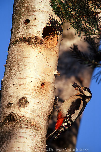 Buntspecht mit Beute klettert zum Nest im Baum