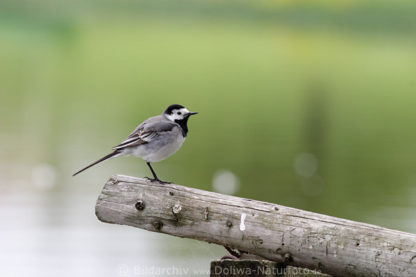 Bachstelze Motacilla alba alba, Stelze Foto am Seeufer Holzsteg, weiss-grauer Vogel