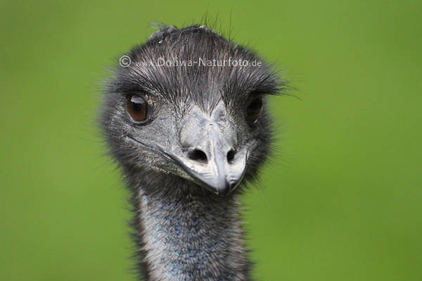 Nandu Strauss Vogel Spitzschnabel