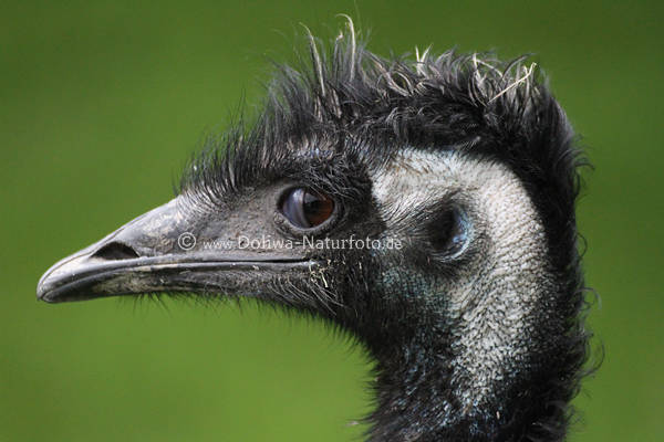 Nandu Profil Bild Vogelkopf Spitzschnabel Strauss Laufvogel Ohr Augenblick in Tierfotografie