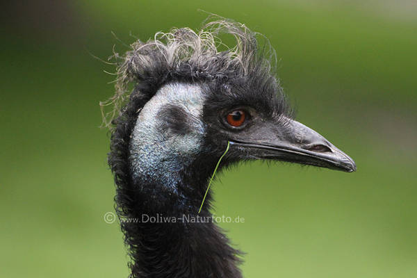 Nandu zerzauste Haare komischer Vogel Profilfoto mit Grashalm Strausskopf seitliches Tierbild
